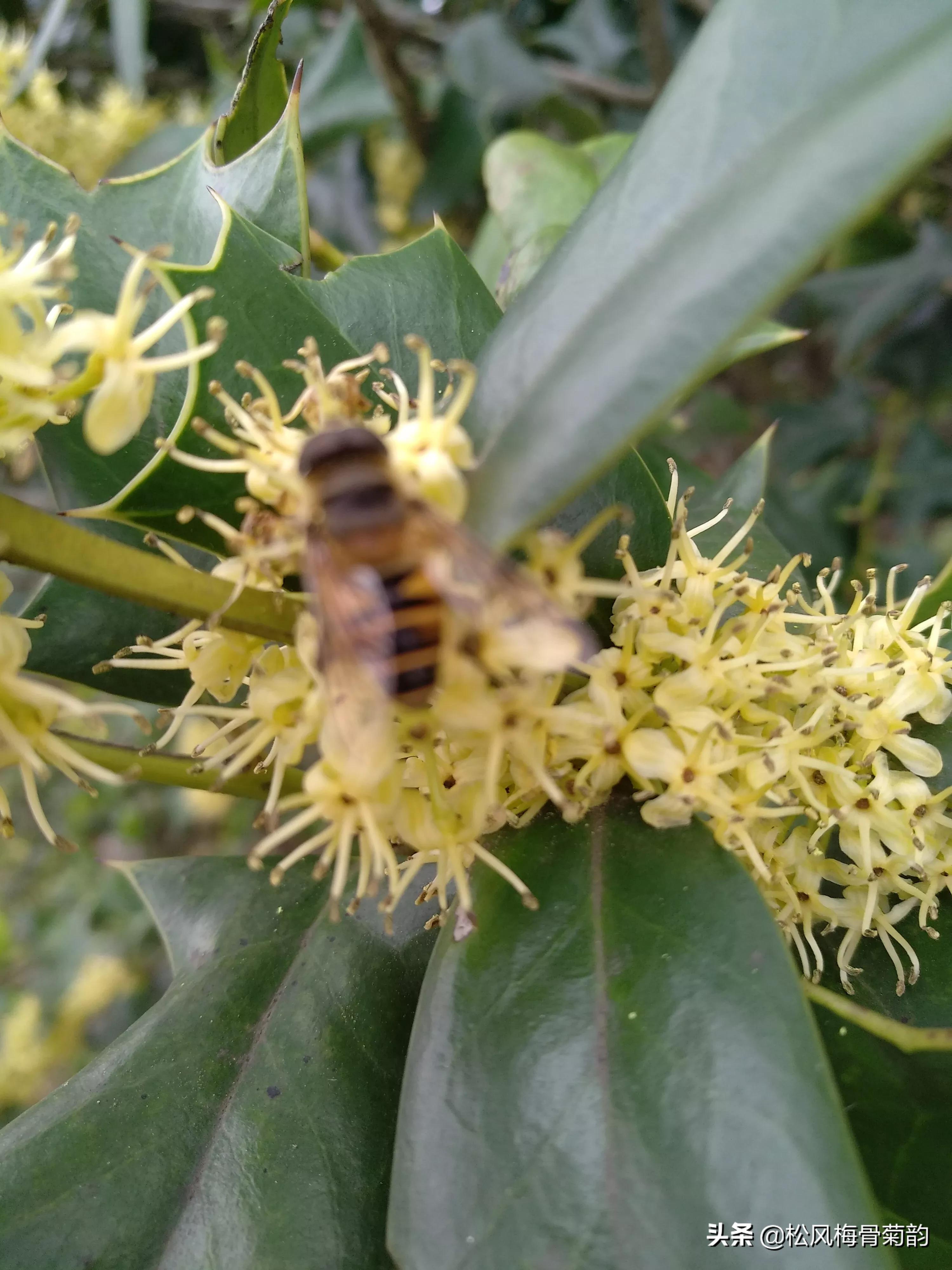 猫儿刺花香,猫儿刺为什么开花不结果
