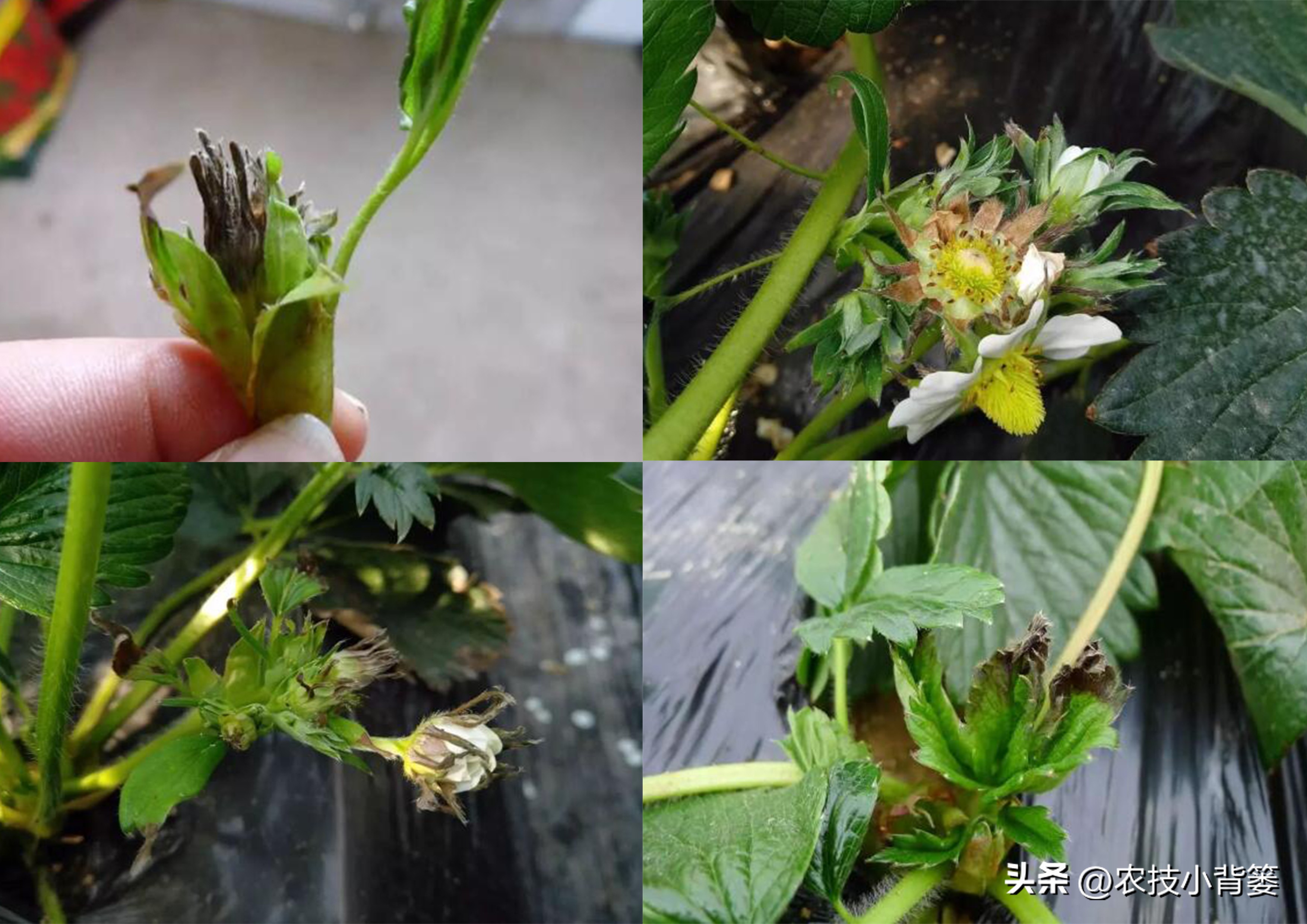 果树缺钙吃什么钙肥好,哪种肥料容易引起钙流失