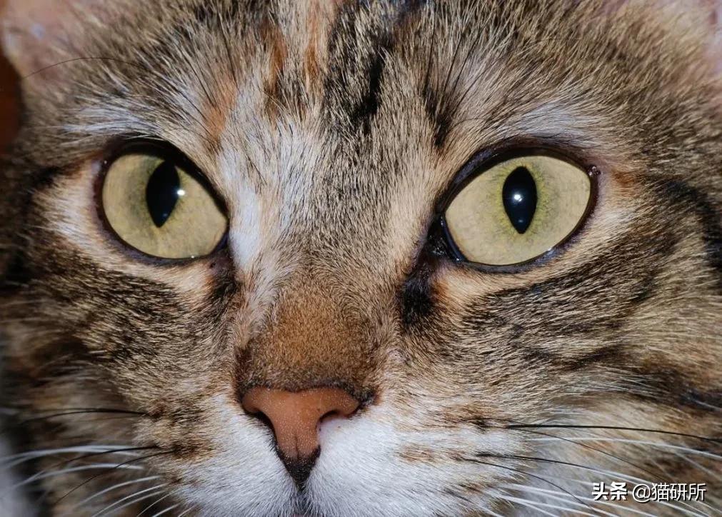 猫咪一只眼睛半睁另一只正常,猫咪眼睛一大一小是怎么回事