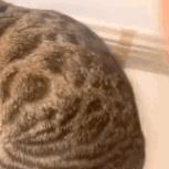 猫咪在交配的时候，究竟爽不爽？