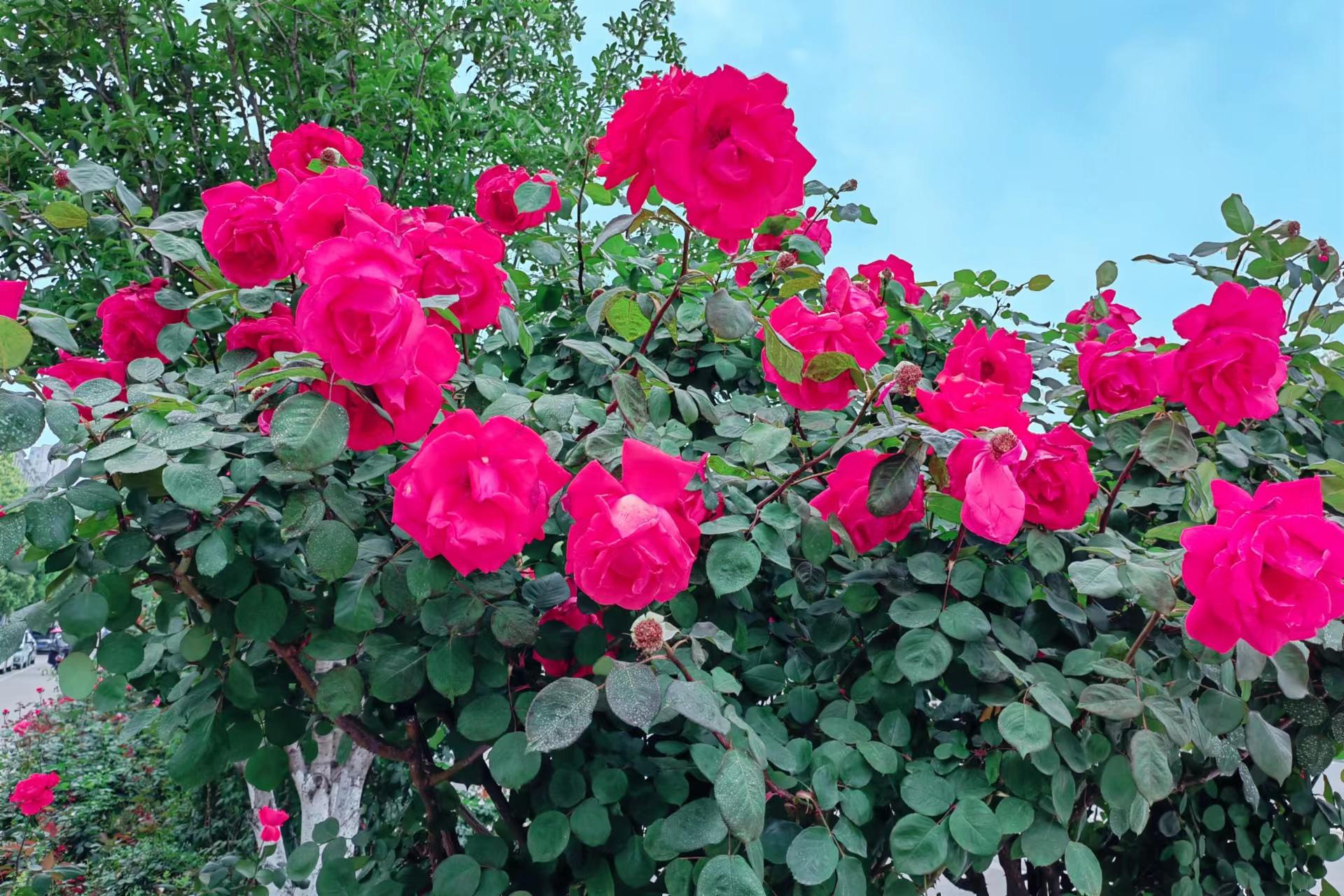 高杆月季素材,高杆月季五公分