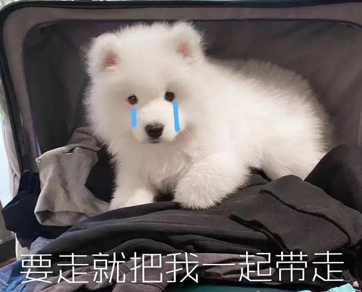 养什么狗出门很拉风,适合出门拉风的狗