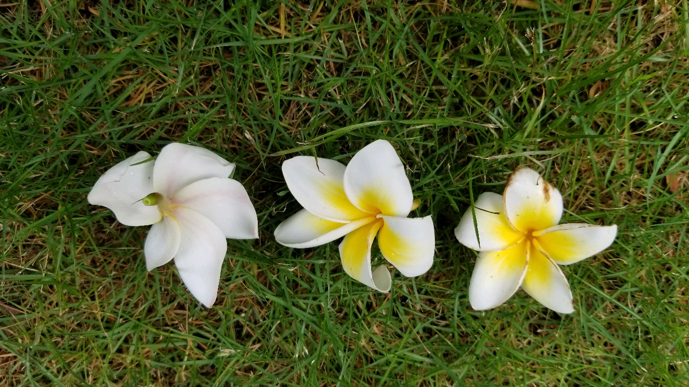 鸡蛋花是什么花,鸡蛋花是什么树长出来的
