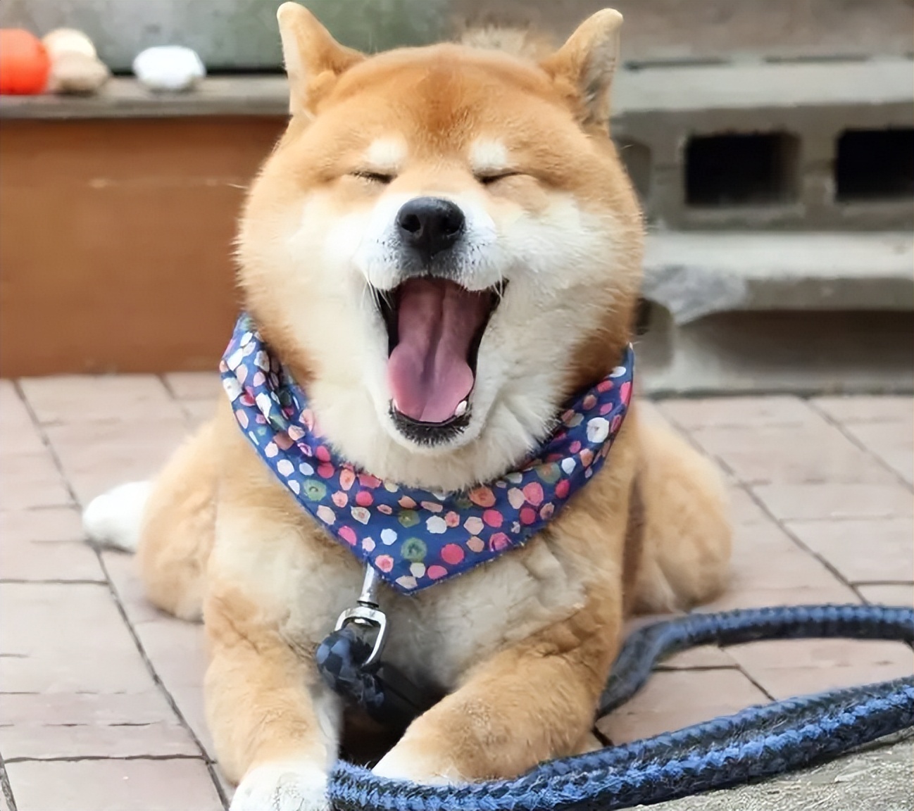 养狗品种推荐大型犬颜值高,北美养狗必备品种狗狗排行