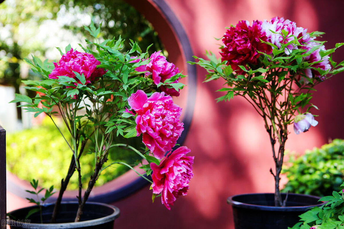 最美的牡丹花的诗词,国色天香牡丹花诗词