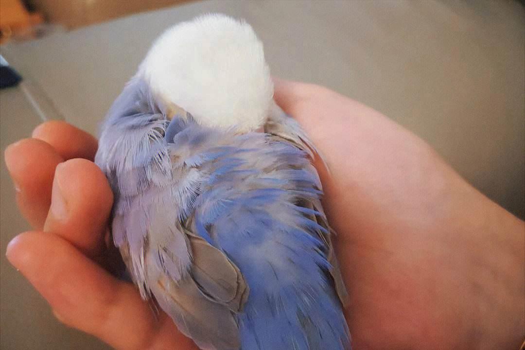 黄桃鹦鹉雏鸟积食怎么办,玄凤鹦鹉雏鸟容易积食