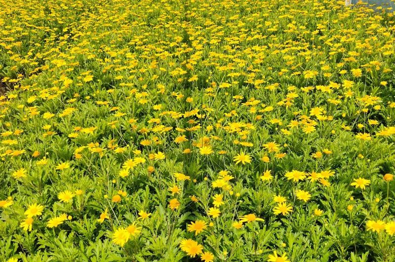 草花种子怎么播种大面积比较好,草花的种子几月份播种最好