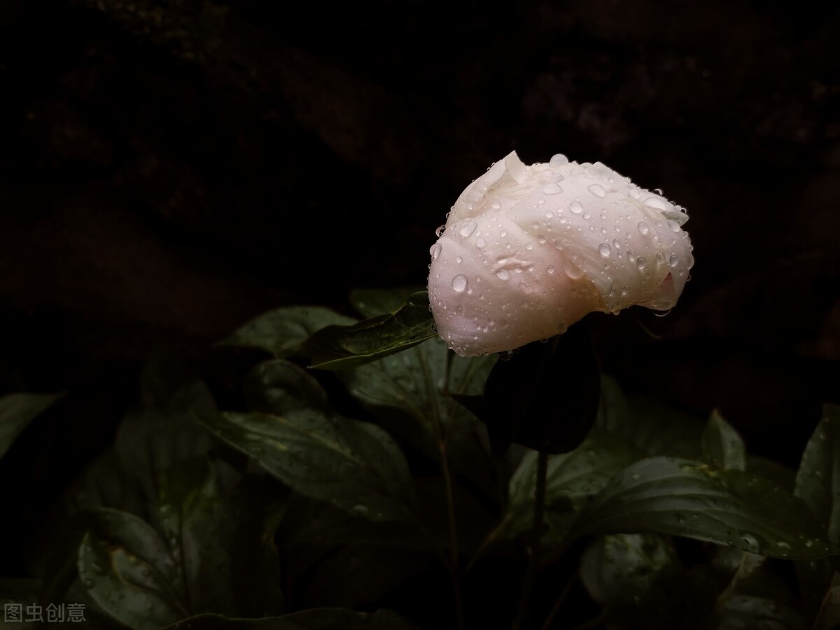 宝剑锋从磨砺出梅花香自苦寒来ppt,宝剑锋从磨砺出整首诗