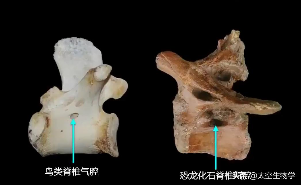 恐龙能适应现在的地球环境吗,恐龙在什么样的环境下才能有翼