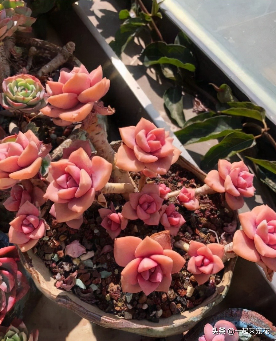 喜欢多肉就养这6种,多肉彩虹糖怎么养