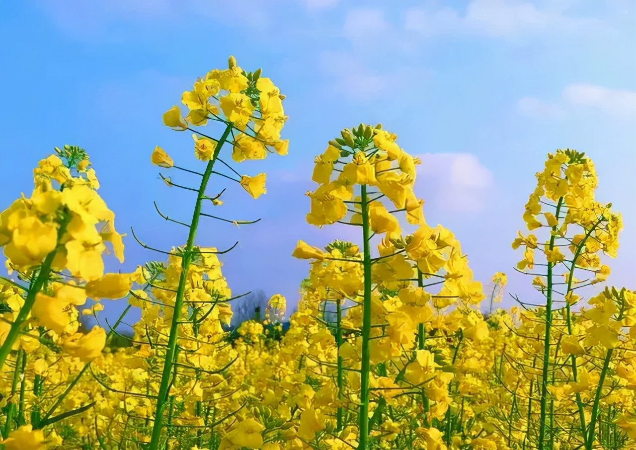 打开那扇充满阳光的窗户,春天开一扇晴窗