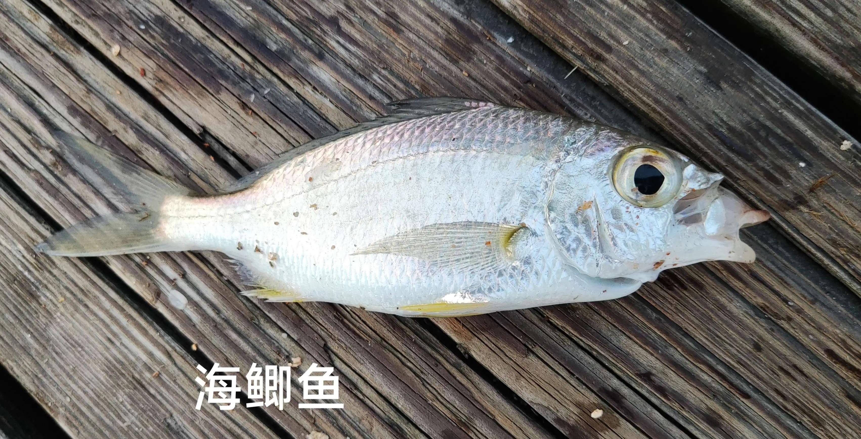 20种常见海鱼,十大常见野生海鱼