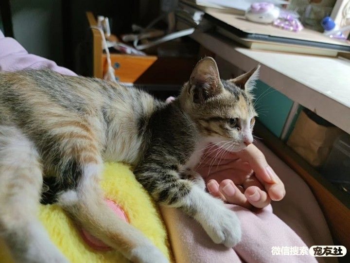 附近宠物店免费领养狗狗,附近宠物店领养狗狗同城