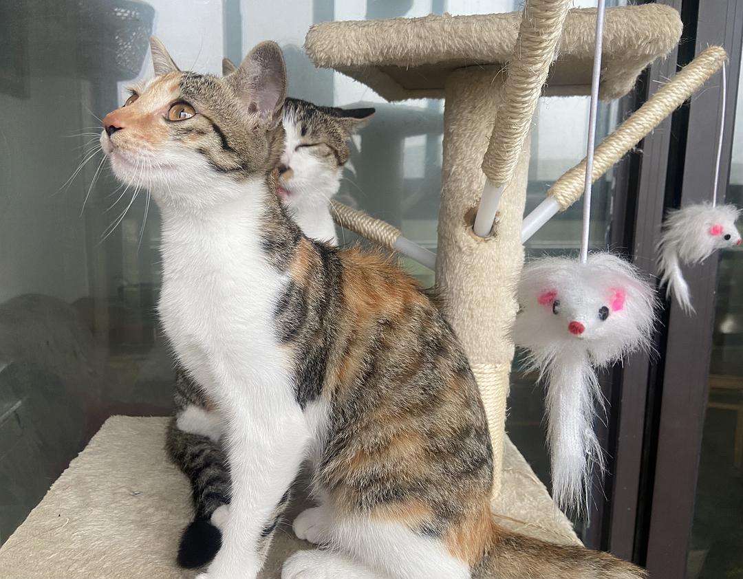 如何判断猫咪胖瘦,摸猫咪哪里判断胖瘦