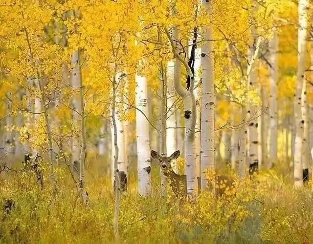 赞美白杨树,散文白杨礼赞朗诵