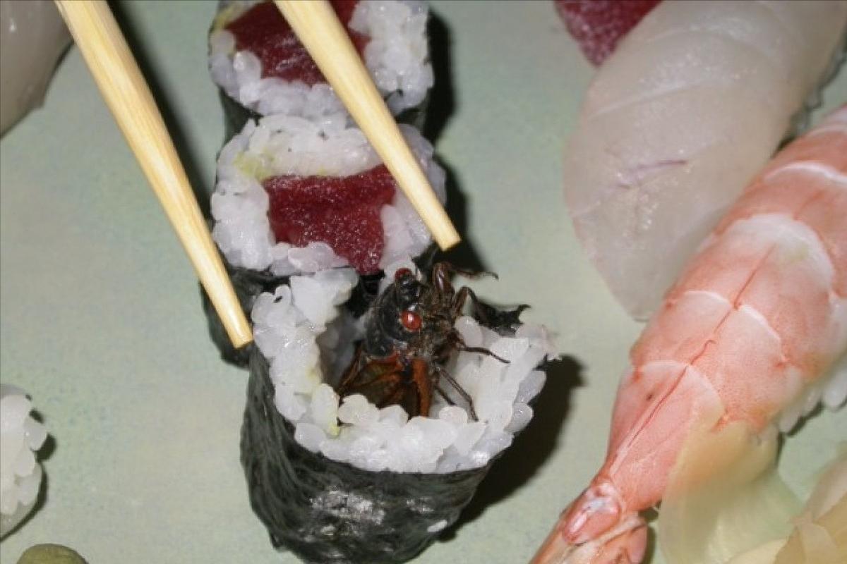 在美国知了猴泛滥,中国人在美国吃知了猴