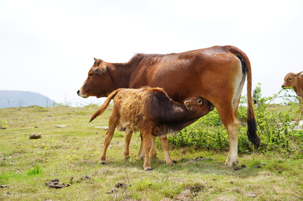 在农村养羊养牛养鸡哪个最赚钱呢,农村人创业养羊一年能赚多少钱