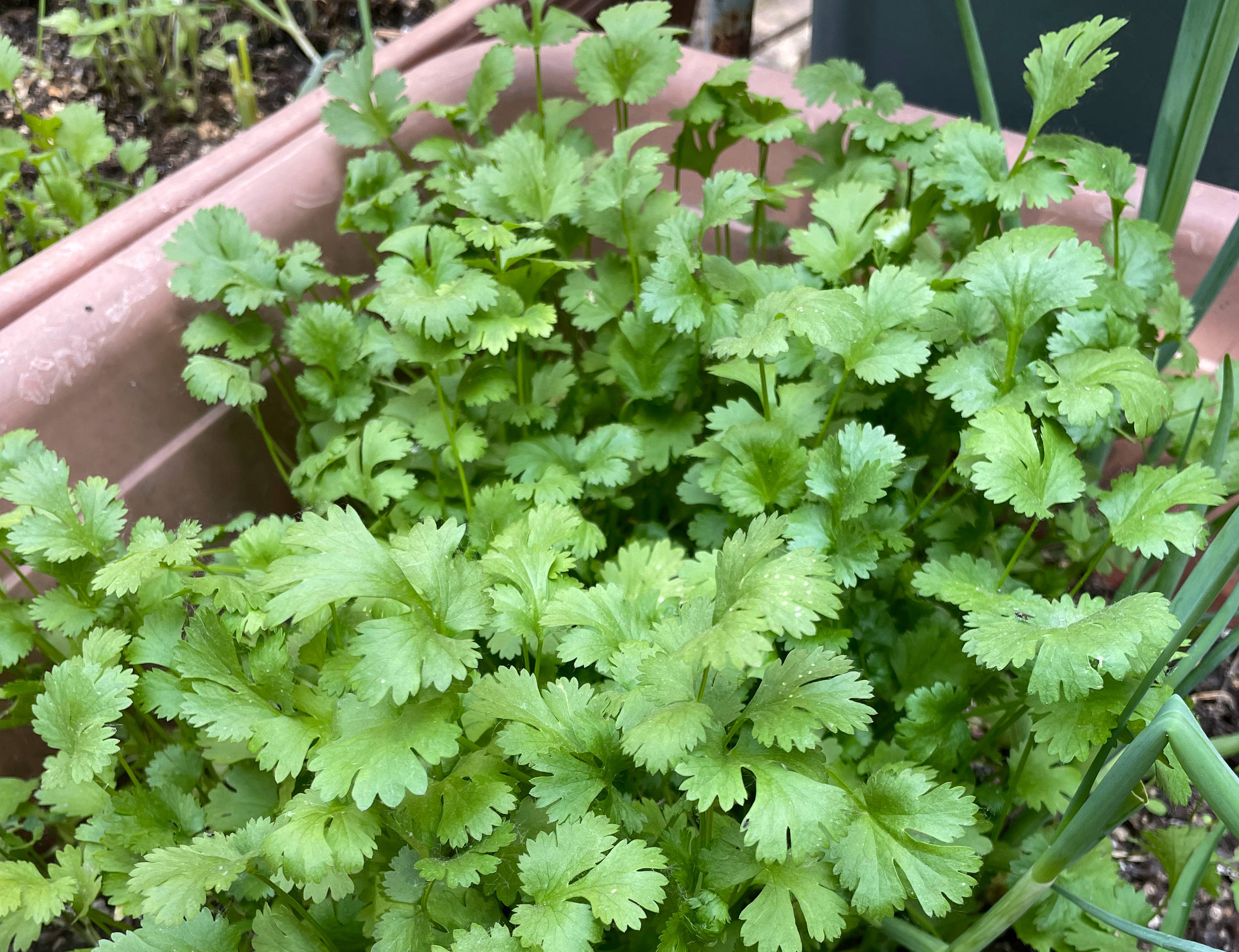 只需2步教你在家种香菜,最简单的在家种香菜方法