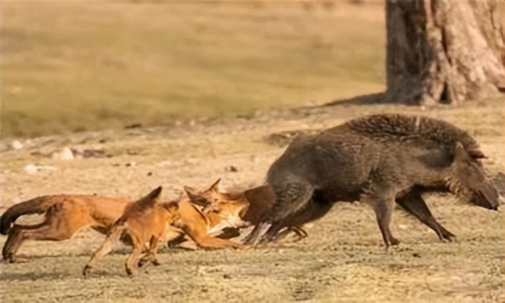 祁连山发现猛兽,祁连山发现的雪豹