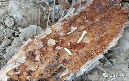蛀干害虫为害症状识别,什么是蛀干害虫
