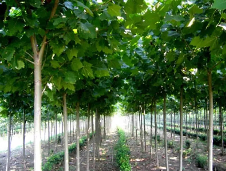 苗木大棚建设采购合同,造林苗木采购合同模板