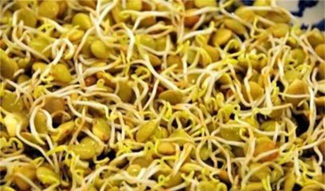 小扁豆是什么植物的种子,小扁豆植物是什么样子的