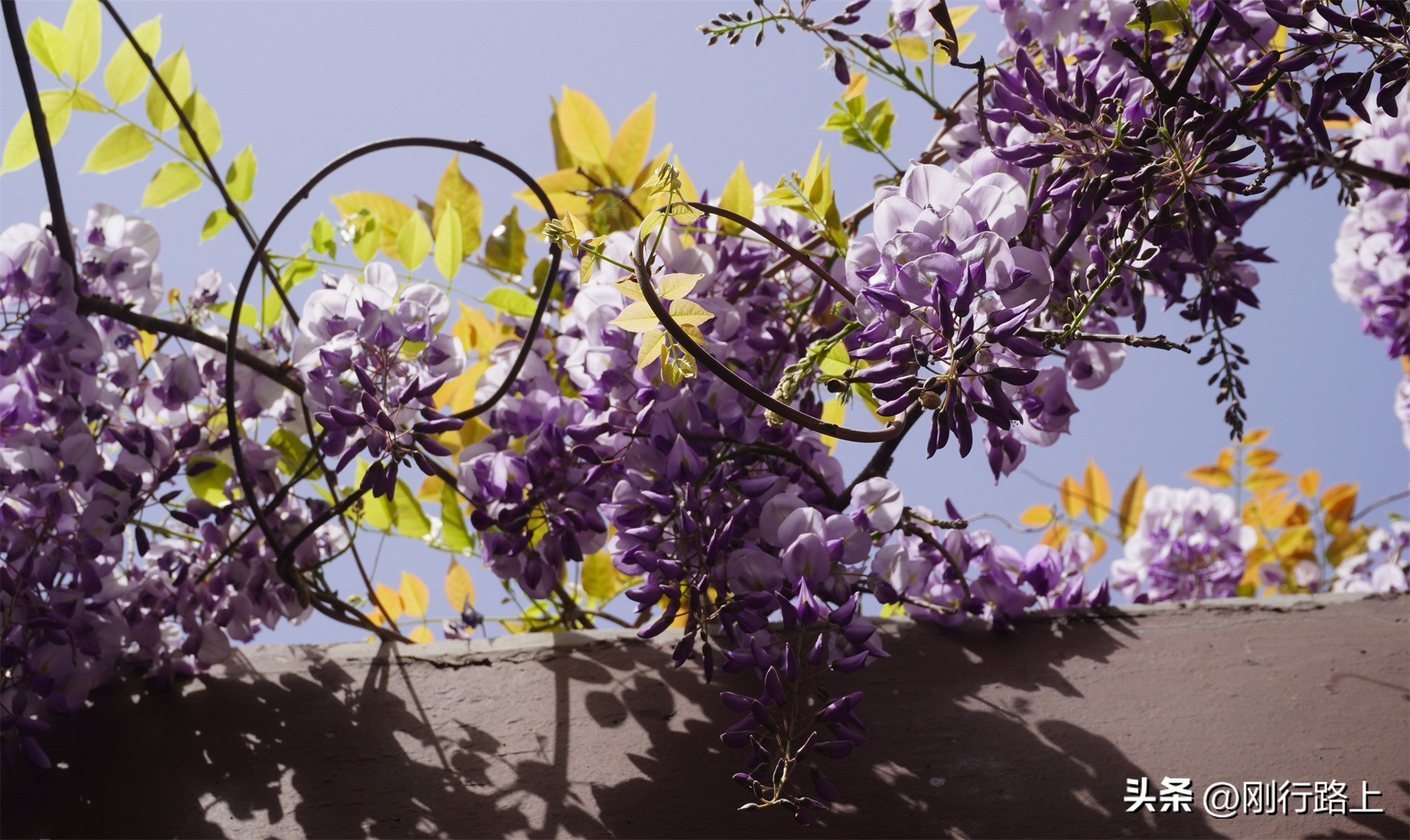 南山千年紫藤怎么走,南山千年紫藤观赏
