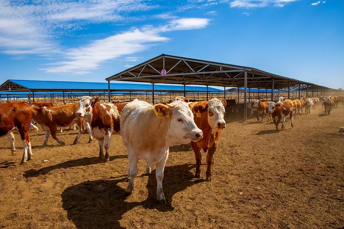 养牛健胃妙招视频讲解,养牛技术最常见的牛胃病