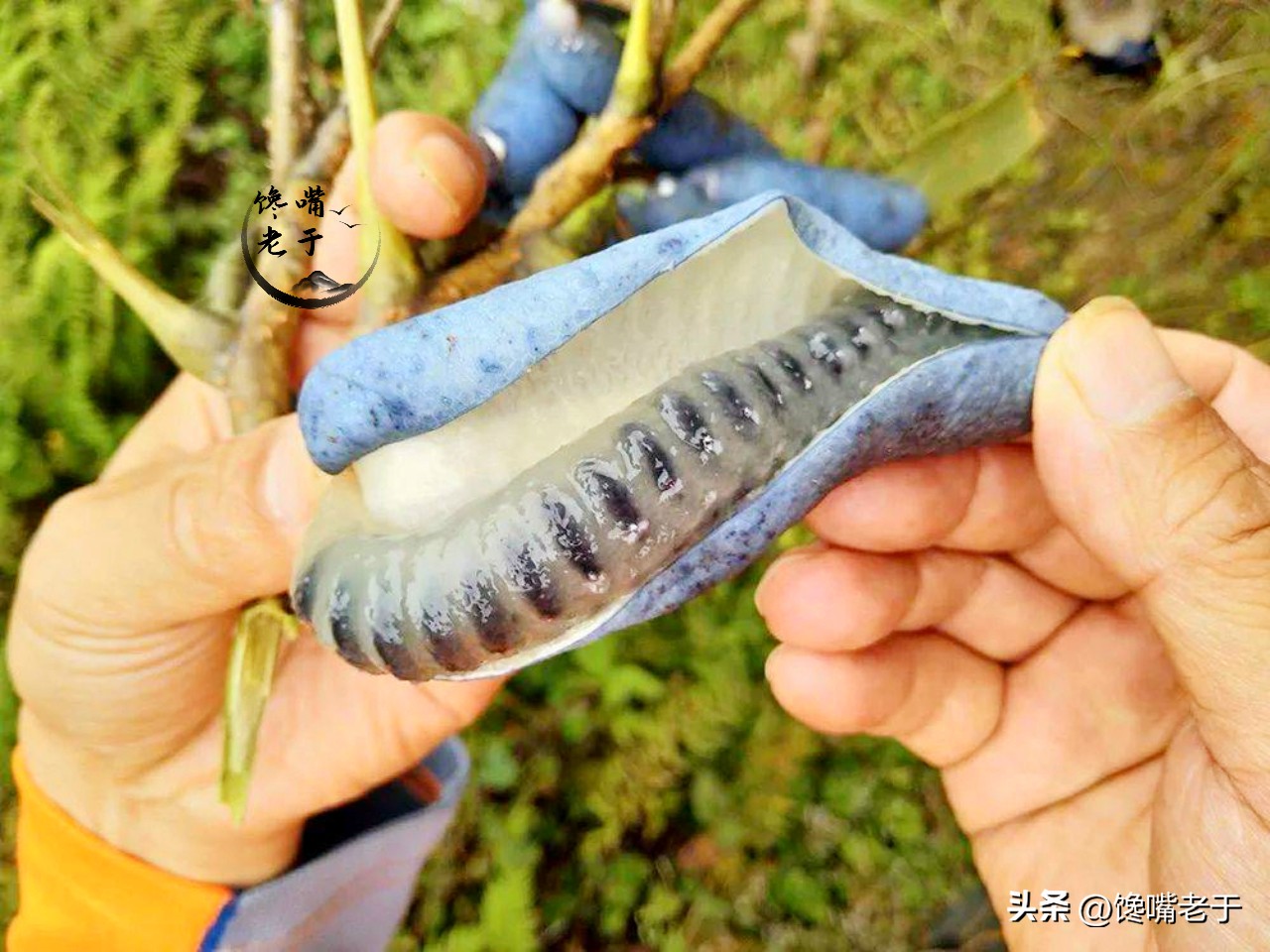 小暑节气的水果有哪些,小暑吃什么水果好