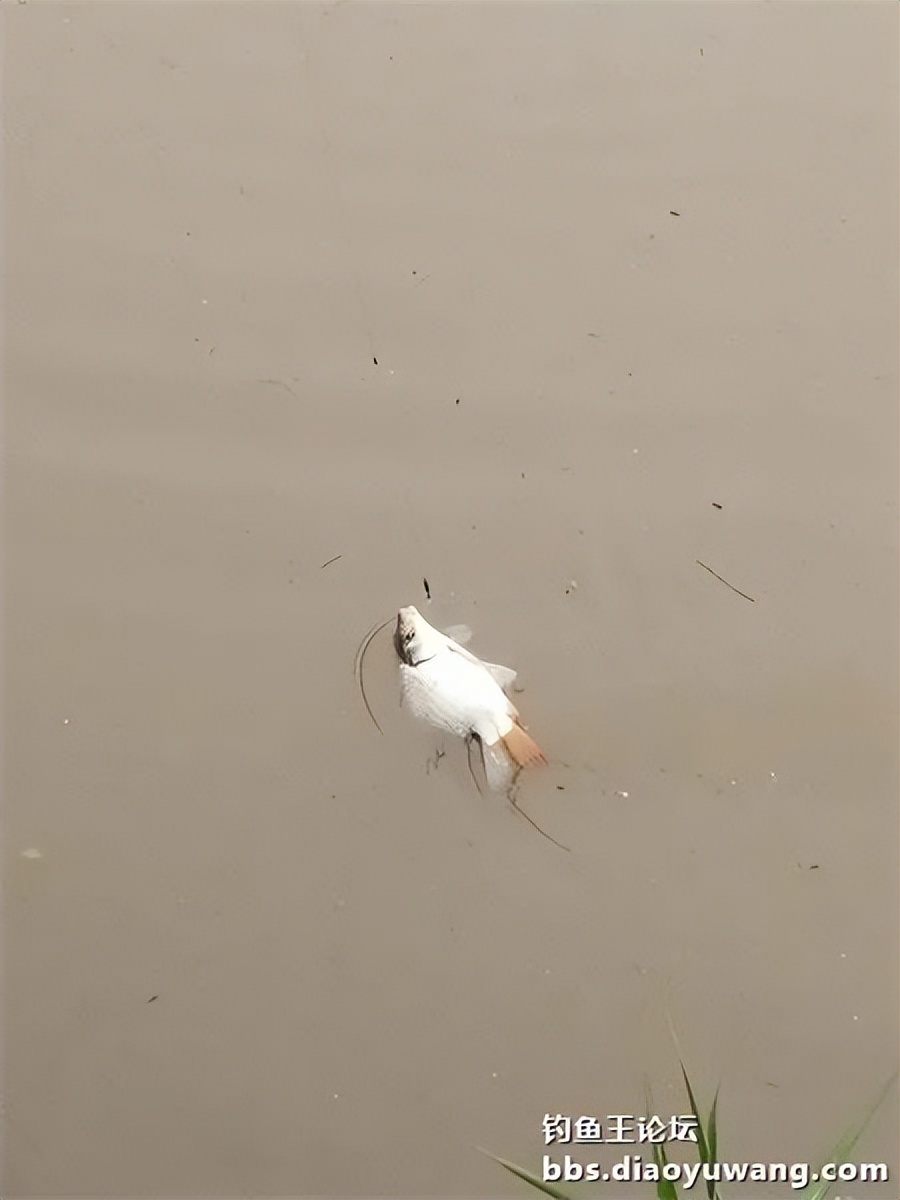 崇明北横引河水深,北横引河能钓鱼吗