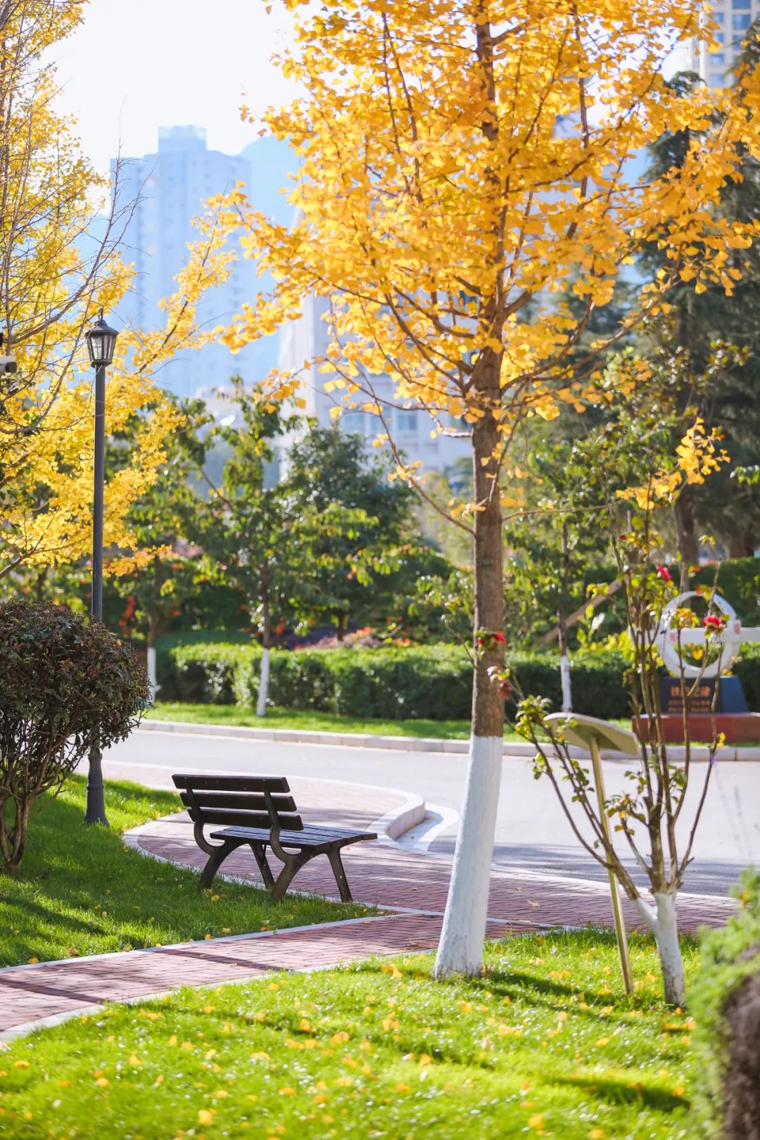 秋季限定|昆明九所学校，送你诗意校园里的一抹金