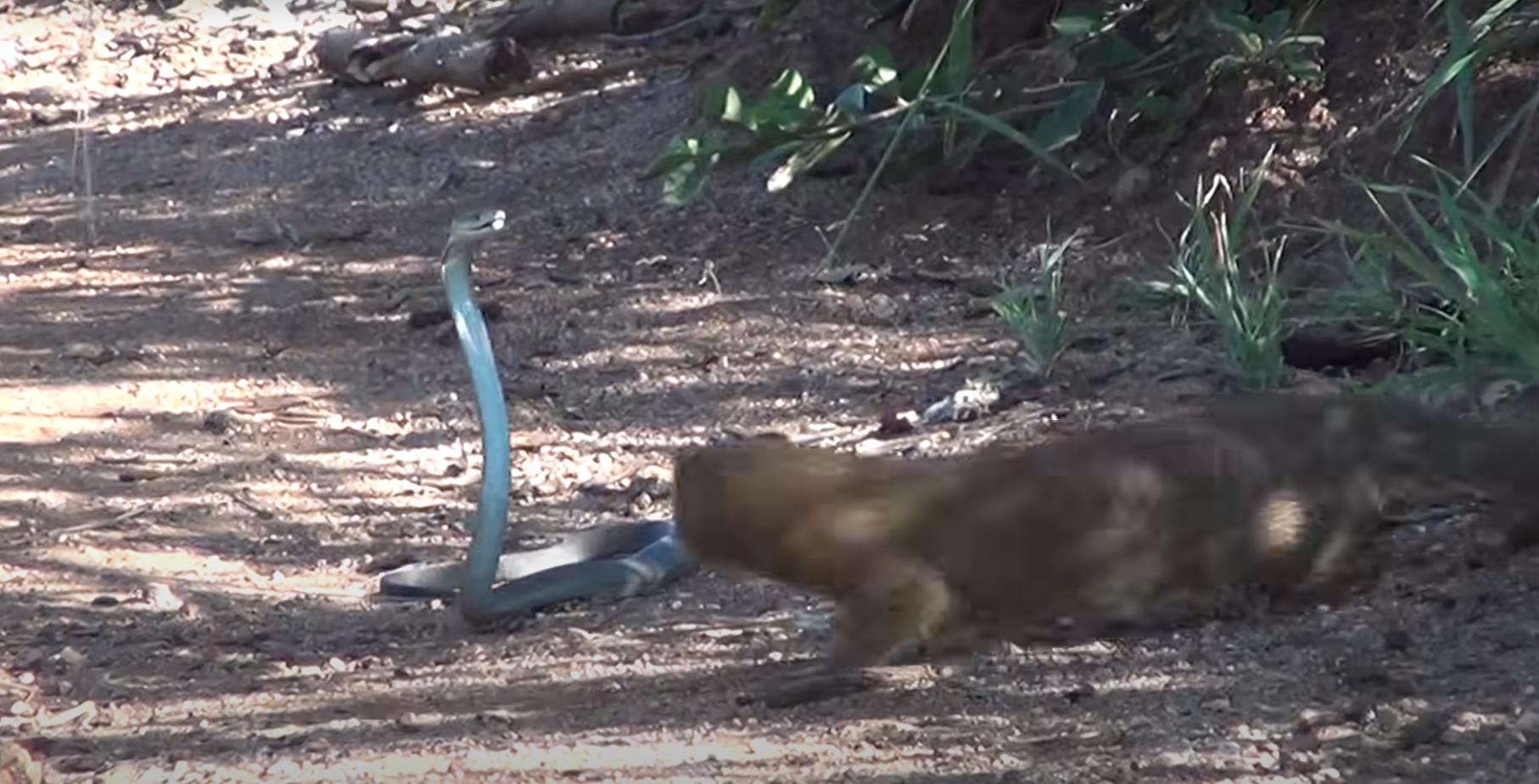 獴和毒蛇同归于尽,獴和毒蛇大战