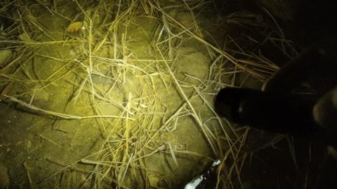 一筒搞定多用途！CYANKSY这款户外手电可是太顶了