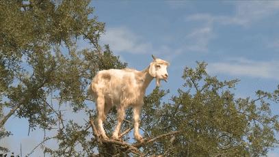 摩洛哥踢球干净吗,摩洛哥的羊为什么上树