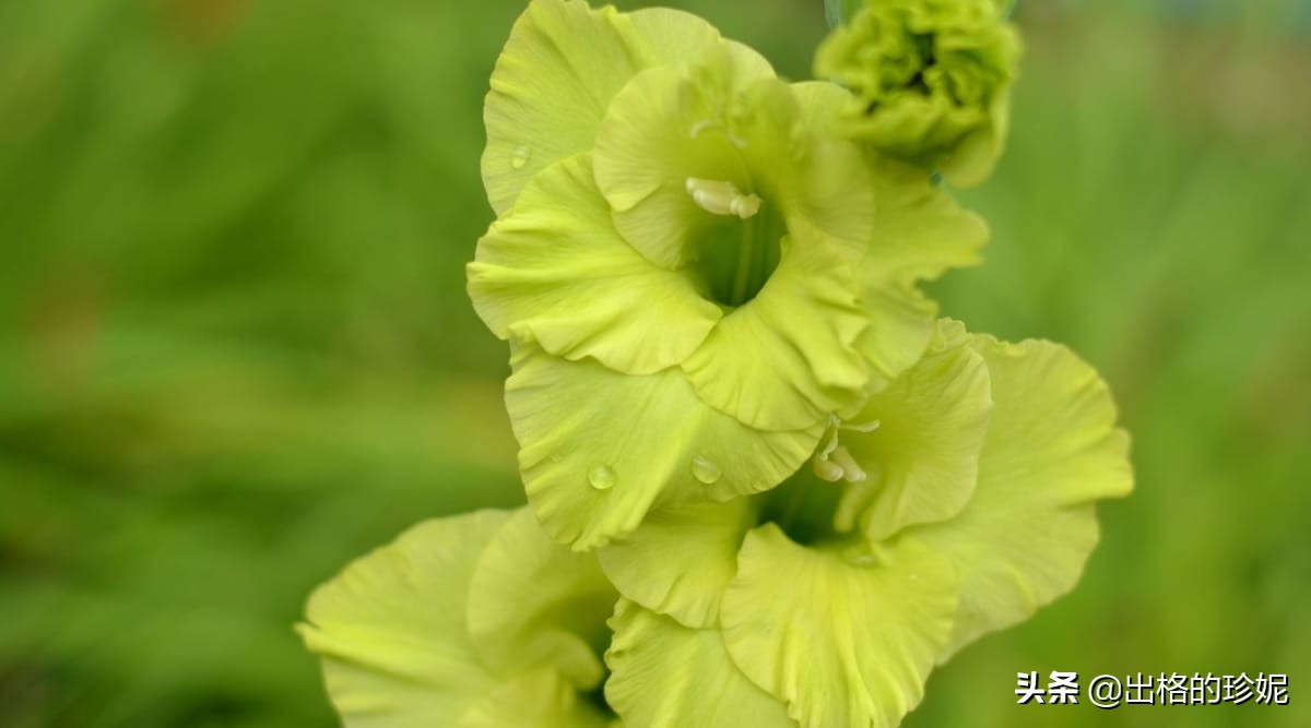 十大室内观花植物品种大全及图片,怎么区分绿色开花植物的各种类型