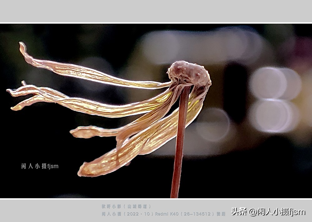 手机拍摄微距人像教程,关于手机微距摄影的一些小技巧