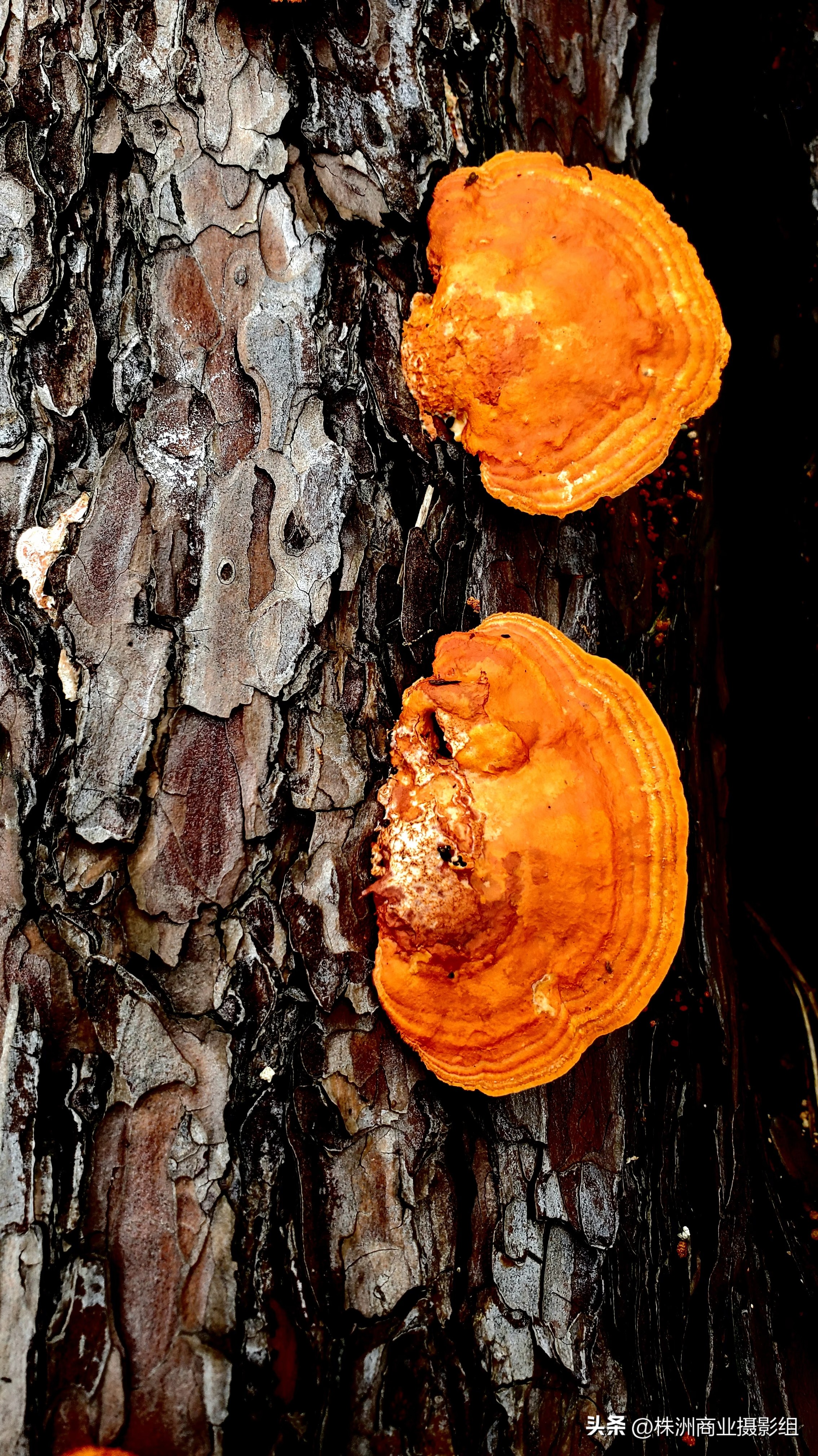 再小的个体，也值得被记录“好厨帮”抗疫手机摄影赛来稿选刊12