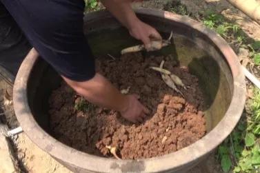 大缸种藕的种法,缸种藕几棵合适