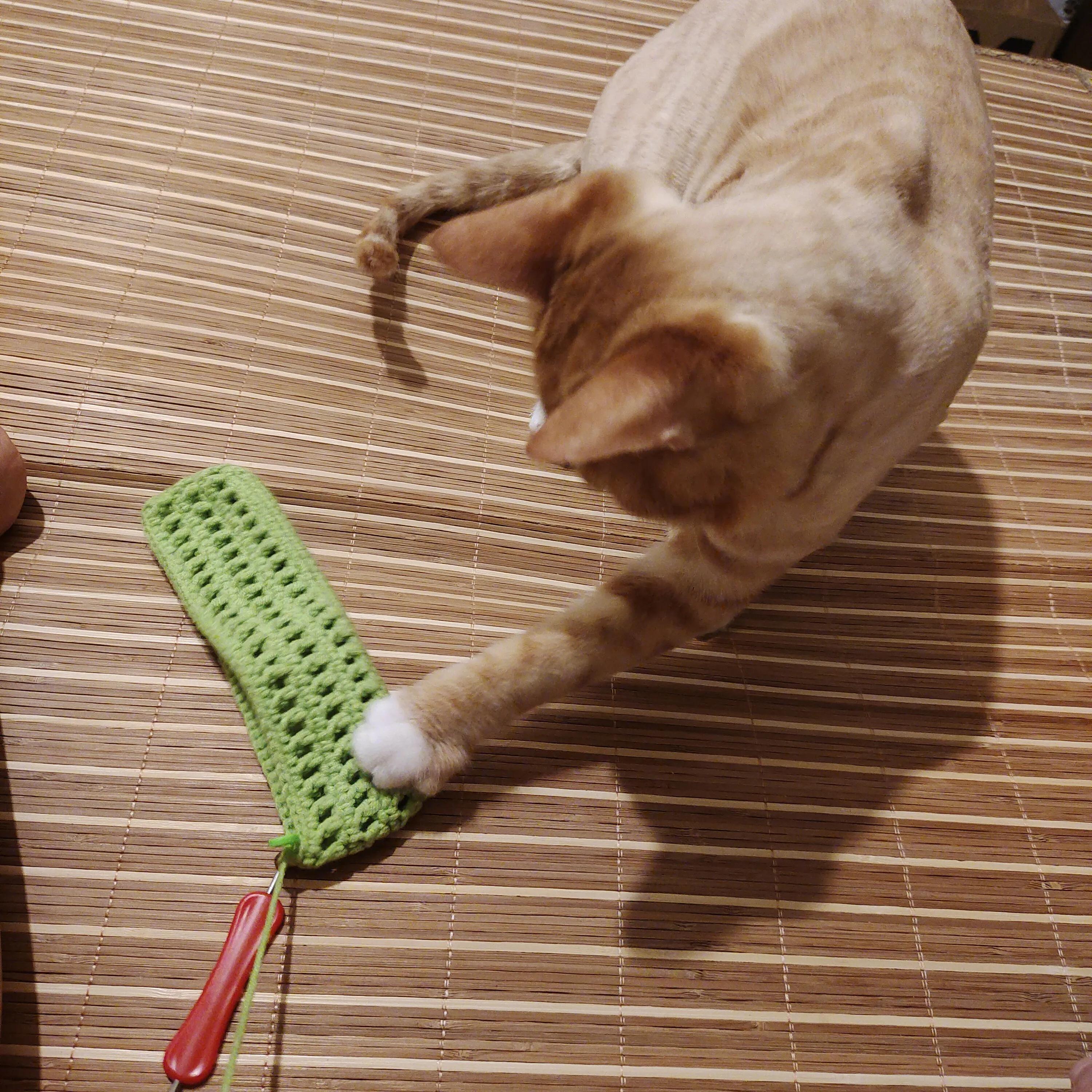 养了一年多的猫不见了，找到后能听懂人话