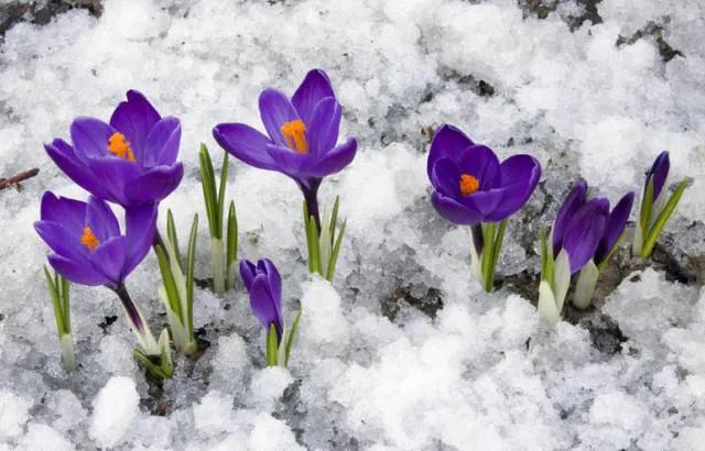十大价值高的植物,十大花卉有什么花