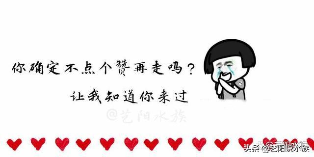 泰国虎鱼和泰北虎鱼哪个好养,泰虎和虎鱼哪个好