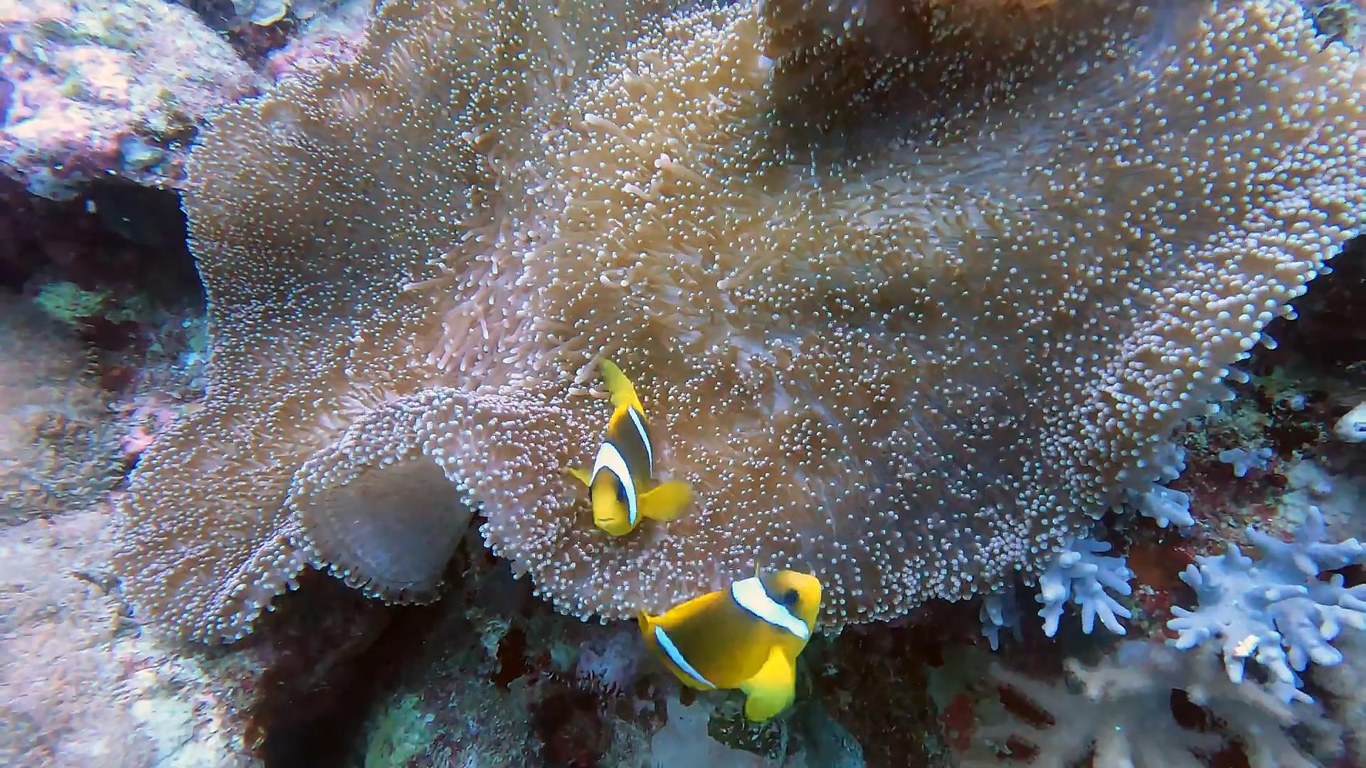 水母无法在冬天存活,水母不动了还能活吗