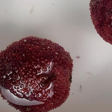 为什么盐水可以泡出杨梅中的虫子,杨梅用盐水泡多久泡出虫子