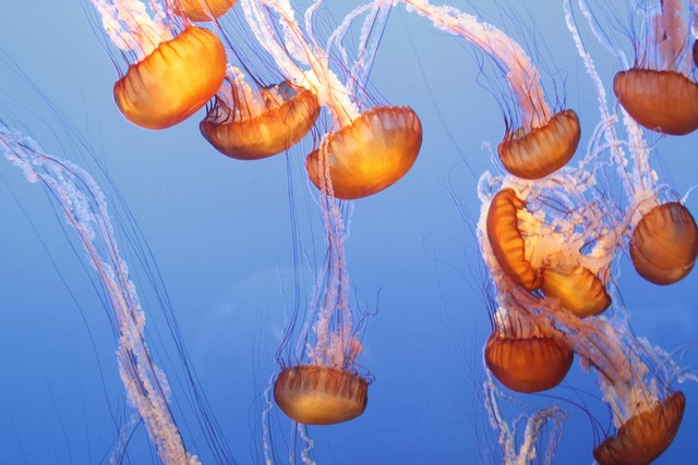 帕劳和哪个国家关系好,帕劳是个什么样的国家