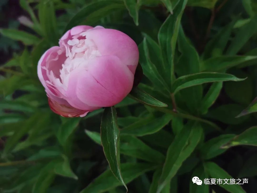 河州游玩攻略,河上一日游最佳路线