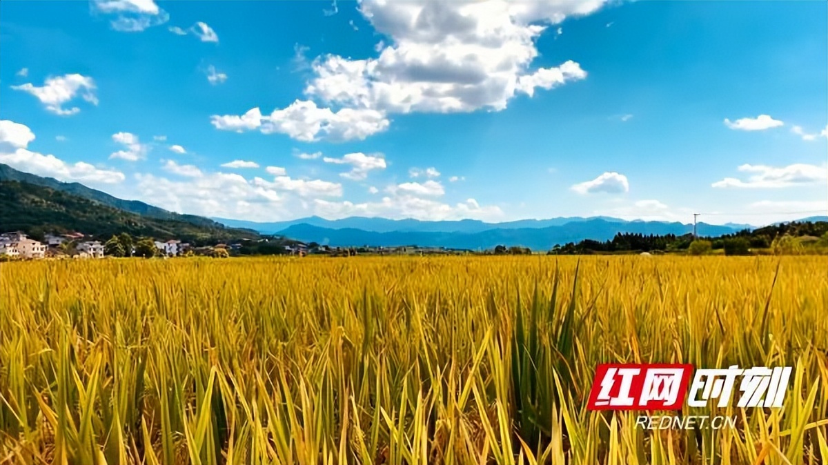 辛巴：供应链强则直播强，祁阳：储粮服务打破粮食产后损耗瓶颈