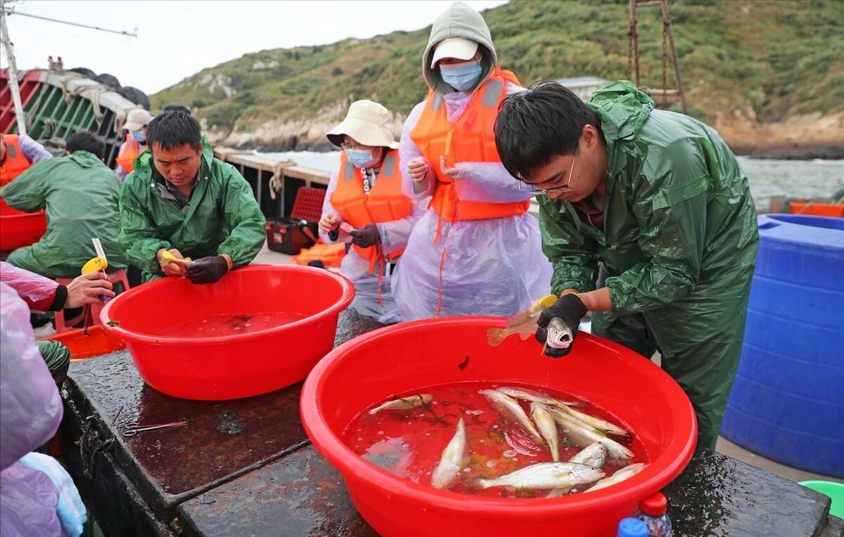 渔民一网捞出2450公斤野生大黄鱼,浙江渔民抓到黄鱼卖了近亿元