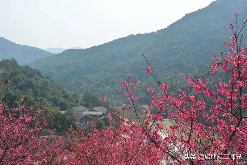 广州花都梯田油菜花,广州徒步赏油菜花路线