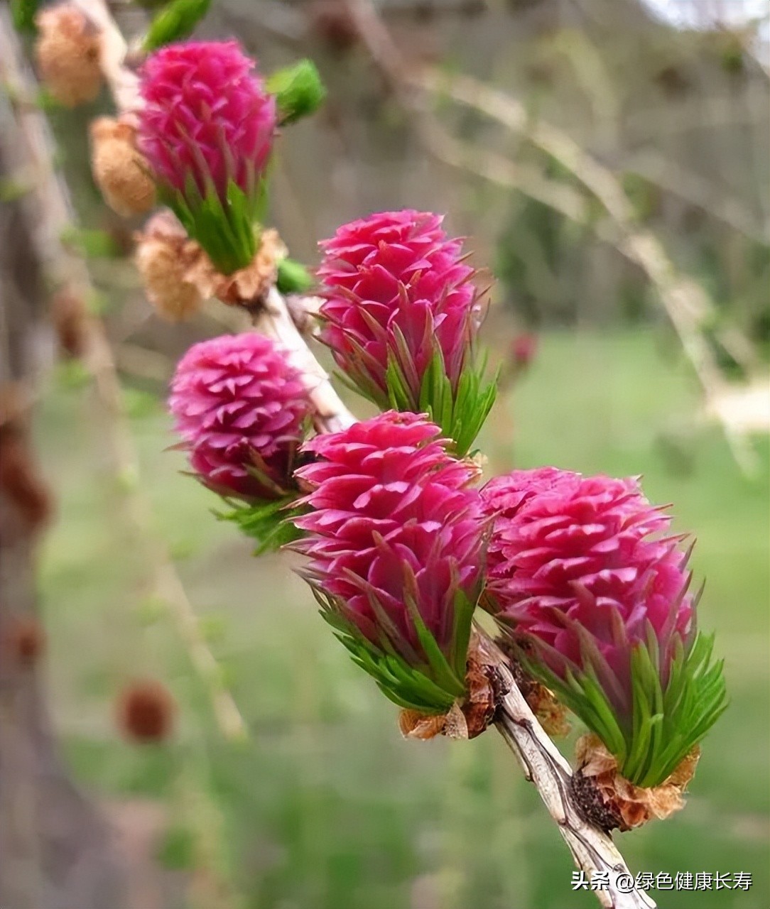 最漂亮的松树开花图片,哪种松树开花好看