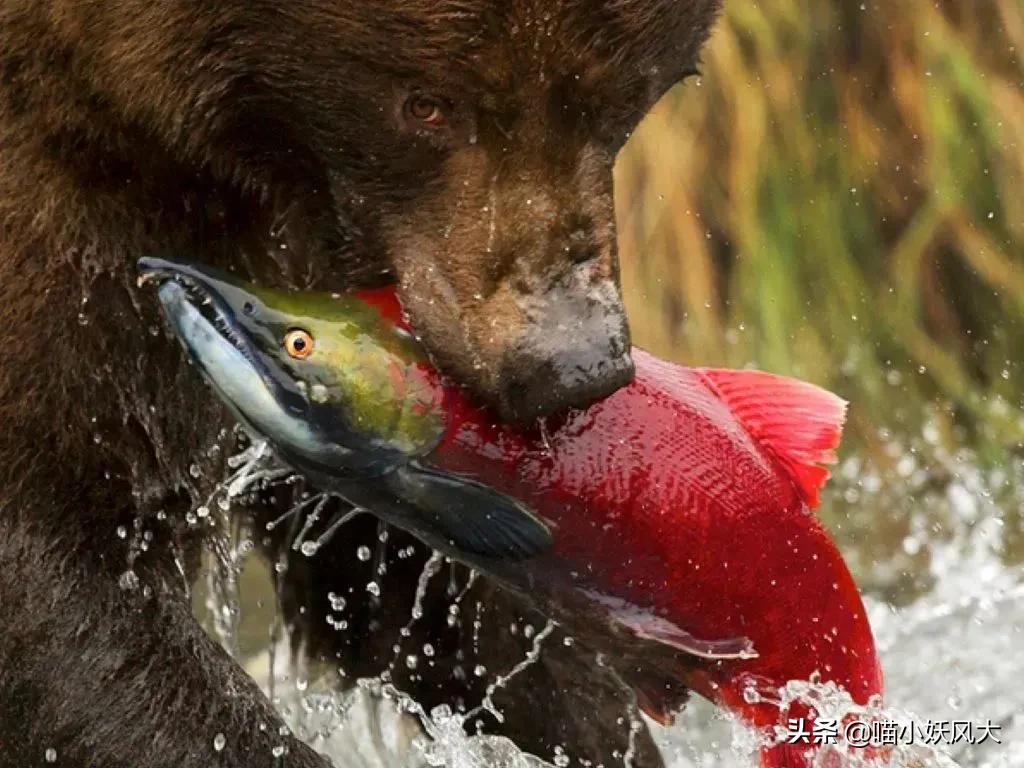 中国拿到多少马哈鱼捕捞权 (珲春放流大马哈鱼)